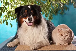 Carpeting: Australian Shepherd and British Shorthair cat