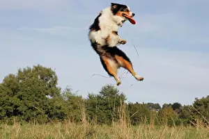 Capers: Australian Shepherd catching a frisbee, North Rhine-Westphal