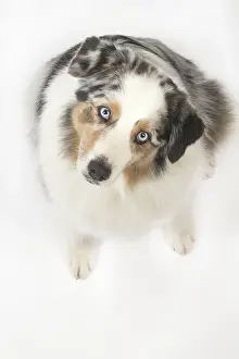 250517: Australian Shepherd Dog