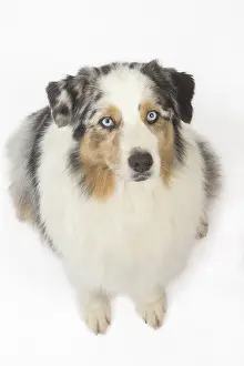 250517: Australian Shepherd Dog