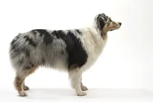 250517: Australian Shepherd Dog