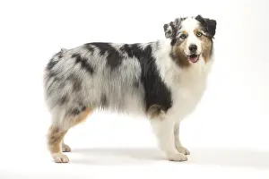 250517: Australian Shepherd Dog