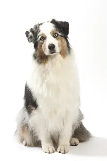 250517: Australian Shepherd Dog