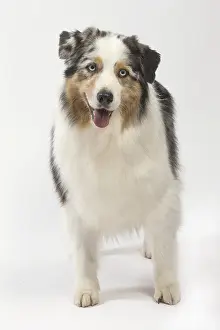 250517: Australian Shepherd Dog