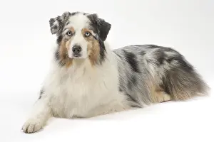 250517: Australian Shepherd Dog