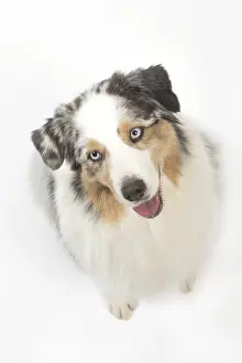 250517: Australian Shepherd Dog
