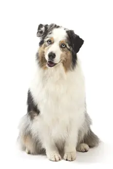 250517: Australian Shepherd Dog