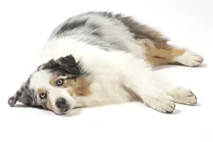 250517: Australian Shepherd Dog