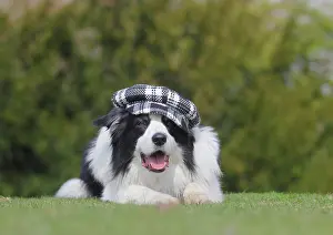 Comic: Australian Shepherd dog with cap, North Rhine-Westphalia