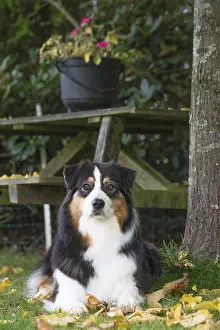 101017: Australian Shepherd Dog outdoors