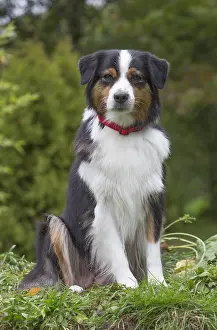 101017: Australian Shepherd Dog outdoors
