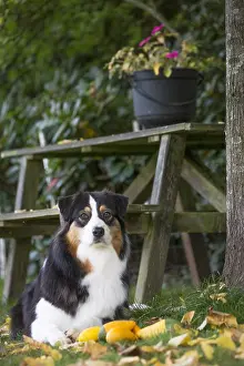 101017: Australian Shepherd Dog outdoors
