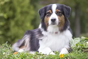 101017: Australian Shepherd Dog outdoors