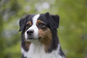 101017: Australian Shepherd Dog outdoors