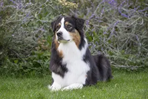 101017: Australian Shepherd Dog outdoors
