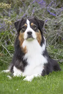 101017: Australian Shepherd Dog outdoors