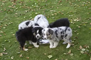 101017: Australian Shepherd Dog puppies outdoors