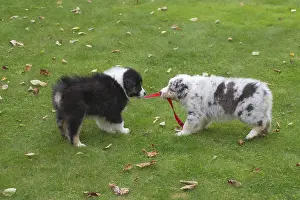 101017: Australian Shepherd Dog puppies outdoors
