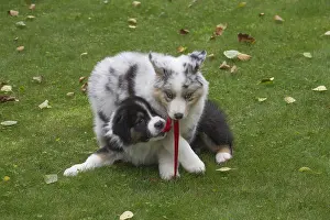 101017: Australian Shepherd Dog puppies outdoors