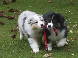101017: Australian Shepherd Dog puppies outdoors