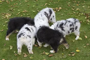 101017: Australian Shepherd Dog puppies outdoors