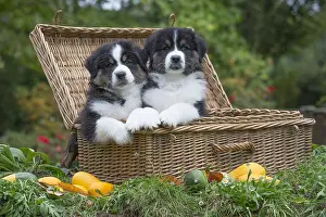101017: Australian Shepherd Dog puppies outdoors Australian