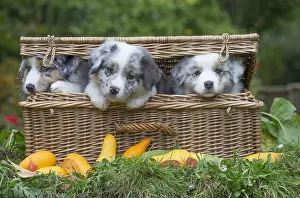 101017: Australian Shepherd Dog puppies outdoors Australian