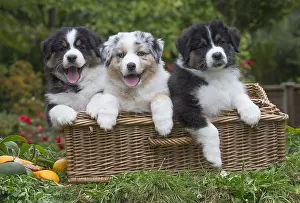 101017: Australian Shepherd Dog puppies outdoors Australian