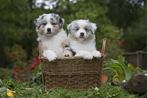 101017: Australian Shepherd Dog puppies outdoors Australian