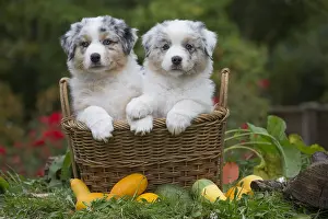 101017: Australian Shepherd Dog puppies outdoors Australian
