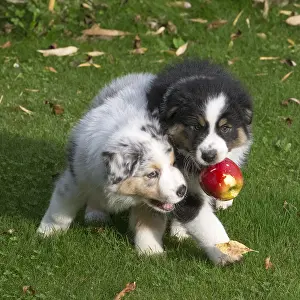 101017: Australian Shepherd Dog puppies outdoors Australian