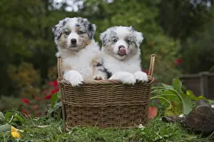 101017: Australian Shepherd Dog puppies outdoors Australian
