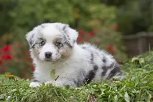 101017: Australian Shepherd Dog puppy outdoors