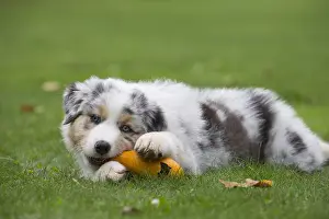 Chewing: Australian Shepherd Dog puppy outdoors