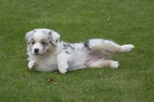 101017: Australian Shepherd Dog puppy outdoors