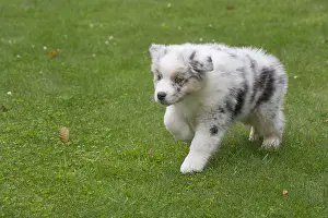 101017: Australian Shepherd Dog puppy outdoors