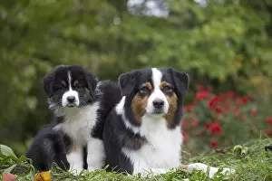 101017: Australian Shepherd Dog and puppy outdoors