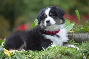 101017: Australian Shepherd Dog puppy outdoors