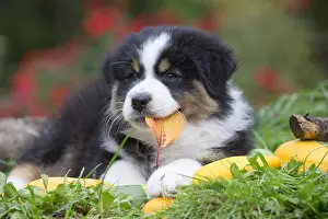 Chewing: Australian Shepherd Dog puppy outdoors