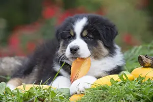 Chewing: Australian Shepherd Dog puppy outdoors