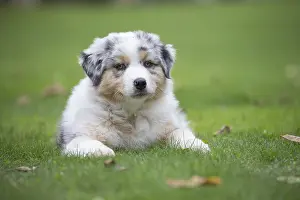 101017: Australian Shepherd Dog puppy outdoors