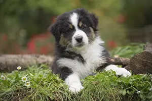 101017: Australian Shepherd Dog puppy outdoors