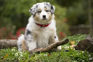 101017: Australian Shepherd Dog puppy outdoors