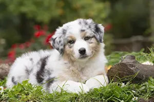 101017: Australian Shepherd Dog puppy outdoors