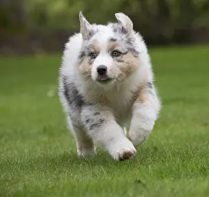 101017: Australian Shepherd Dog puppy outdoors