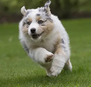 101017: Australian Shepherd Dog puppy outdoors