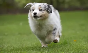 101017: Australian Shepherd Dog puppy outdoors