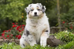 101017: Australian Shepherd Dog puppy outdoors