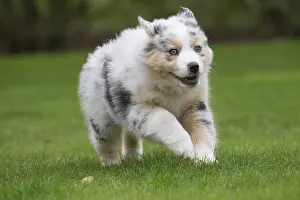 101017: Australian Shepherd Dog puppy outdoors