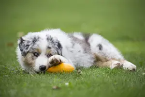 Chewing: Australian Shepherd Dog puppy outdoors